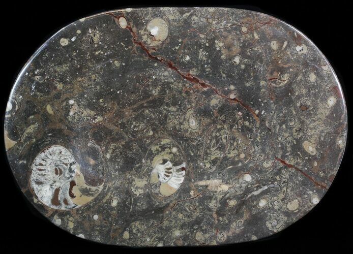 -/ Fossil Orthoceras & Goniatite Plate - Stoneware #40542